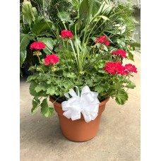 12" Geranium Container 